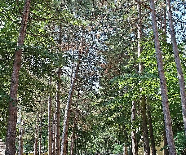 Duni Village リゾート