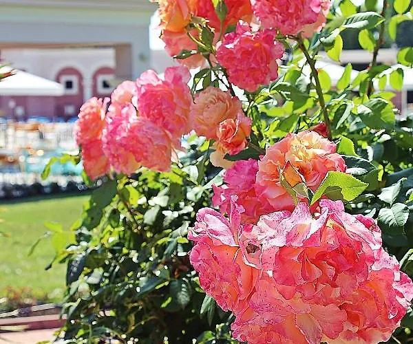 リゾート Duni Village 4*